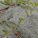Polygonum aviculare buxiforme - Photo (c) pdunwiddie, algunos derechos reservados (CC BY-NC)
