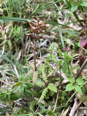 Pedicularis refracta transmorrisonensis