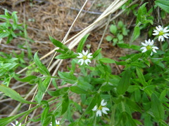 Stellaria dichotoma