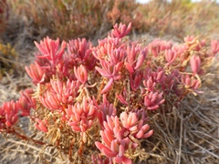 Suaeda australis