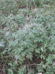 Cardamine leucantha