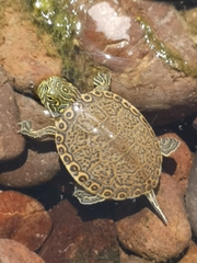 Trachemys hartwegi