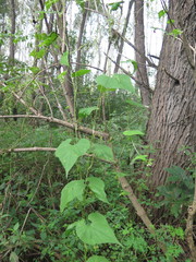 Schizopepon bryoniifolius