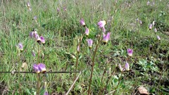 Primula clevelandii gracilis