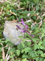 Pedicularis refracta transmorrisonensis