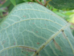 Desmodium viridiflorum