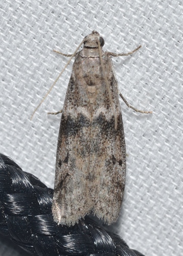 Mediterranean Flour Moth photo 4