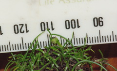 Pauridia glabella glabella