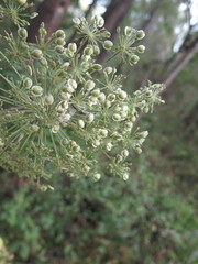 Angelica dahurica