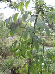 Angelica dahurica