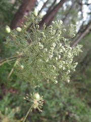Angelica dahurica