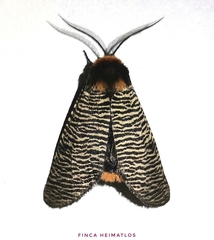 Graphelysia strigillata