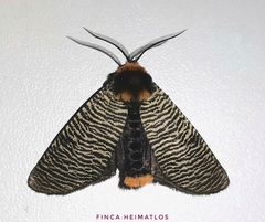 Graphelysia strigillata