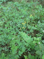 Corydalis ochotensis