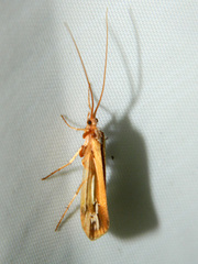 Limnephilus ornatus
