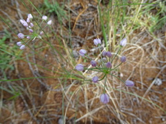 Allium anisopodium