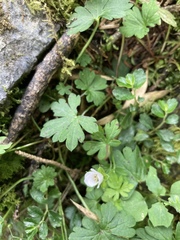 Geranium suzukii