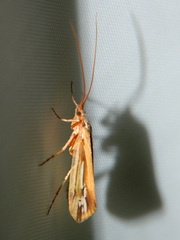 Limnephilus ornatus