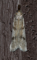 Peoria longipalpella