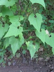 Schizopepon bryoniifolius