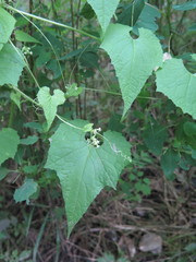 Schizopepon bryoniifolius