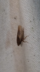 Aphrodinae
