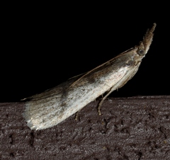 Peoria longipalpella