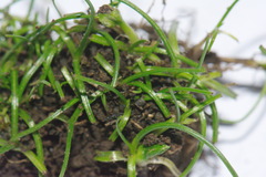Pauridia glabella glabella