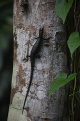 Emoia samoensis