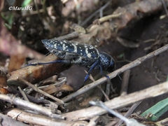 Lampetis dilaticollis