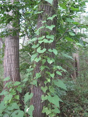 Schizopepon bryoniifolius