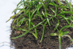 Pauridia glabella glabella