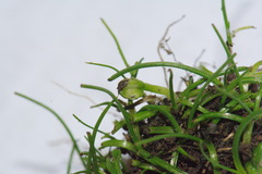 Pauridia glabella glabella