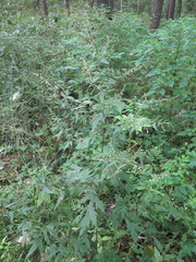 Artemisia sylvatica