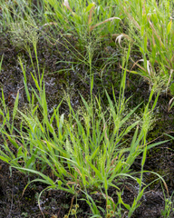 Panicum gattingeri