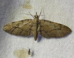 Eupithecia unicolor