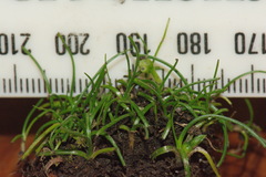 Pauridia glabella glabella