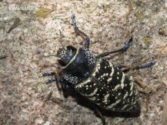 Lampetis dilaticollis