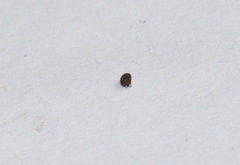 Pauridia glabella glabella