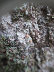 Bacidia rubella
