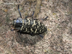 Lampetis dilaticollis