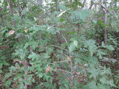 Crataegus pinnatifida