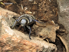 Lampetis dilaticollis