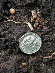 Zonitidae