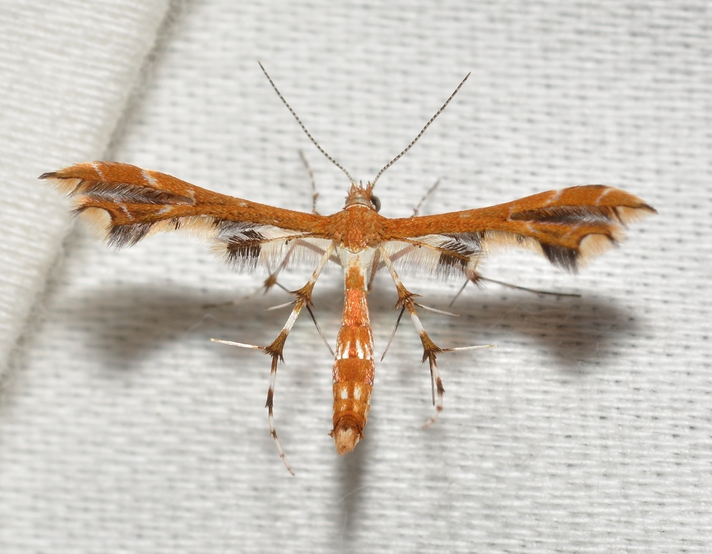Busck's Plume Moth