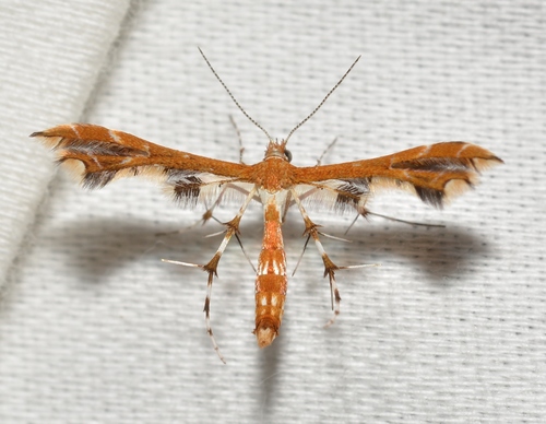 Himmelman's and Busck's Plume Moths photo 4