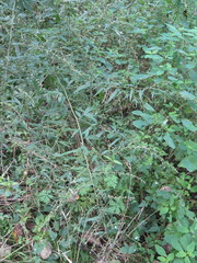Artemisia sylvatica