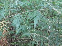 Artemisia sylvatica