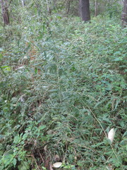 Artemisia sylvatica