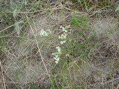 Silene turczaninovii